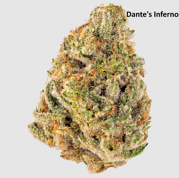 $100 Ounce Black Friday Special